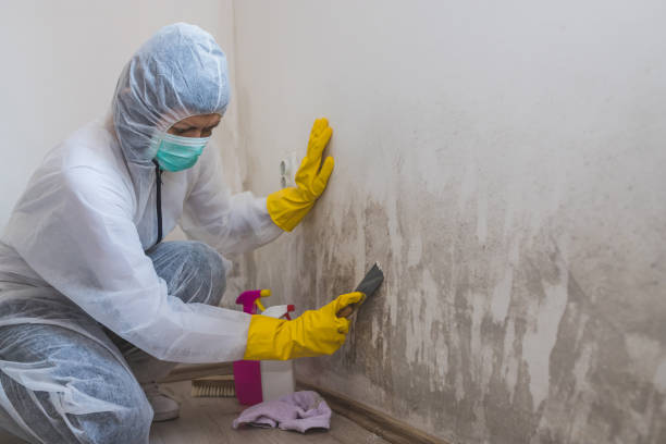 Best Toxic Mold Removal  in Arlington, NY