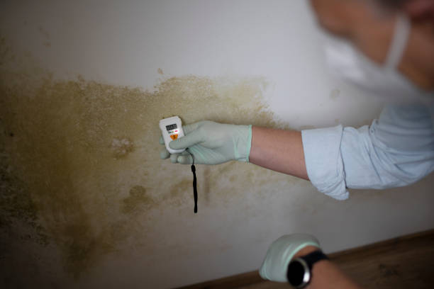 Certified Mold Removal in Arlington, NY