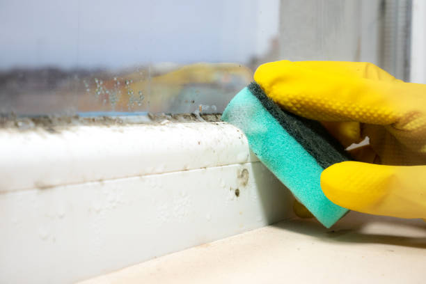 Best Crawl Space Mold Removal  in Arlington, NY