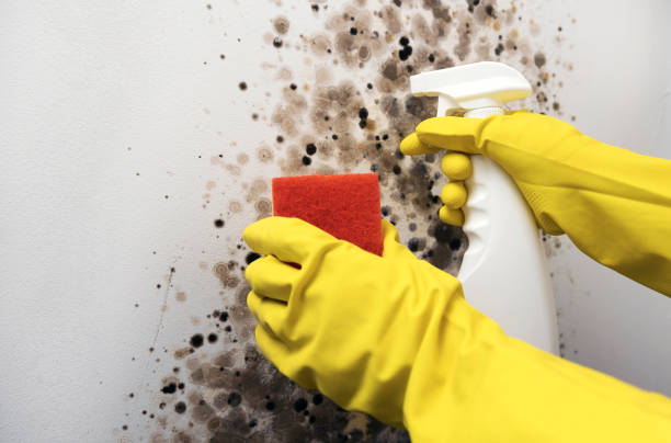 Best Commercial Mold Removal  in Arlington, NY