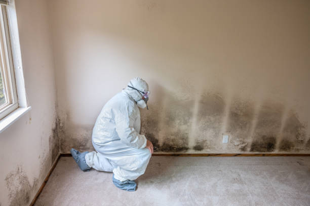 Trusted Arlington, NY Mold Removal Experts