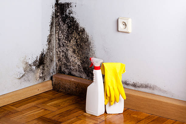 Best Mold Removal Process  in Arlington, NY