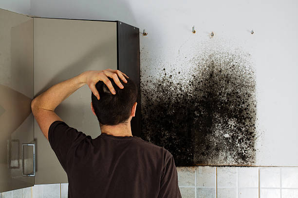 Mold Removal Process in Arlington, NY