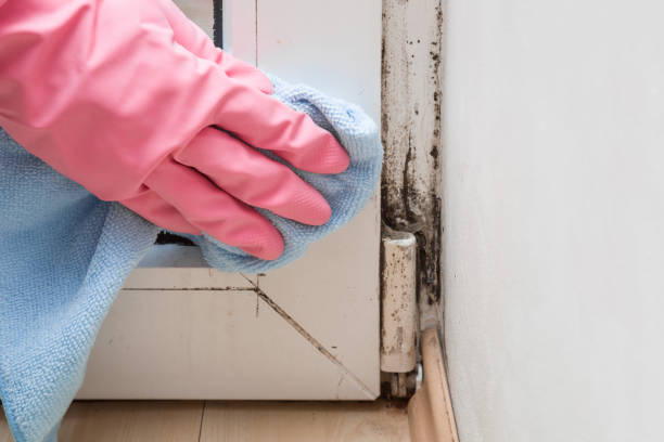 Best Residential Mold Removal  in Arlington, NY