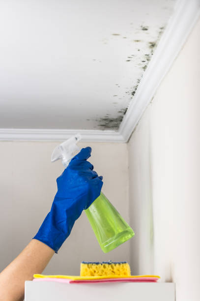 Best Black Mold Removal  in Arlington, NY